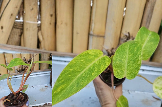 Philodendron Painted Lady Variegated Live Plant in 4-Inch Pot – Philodendron erubescens