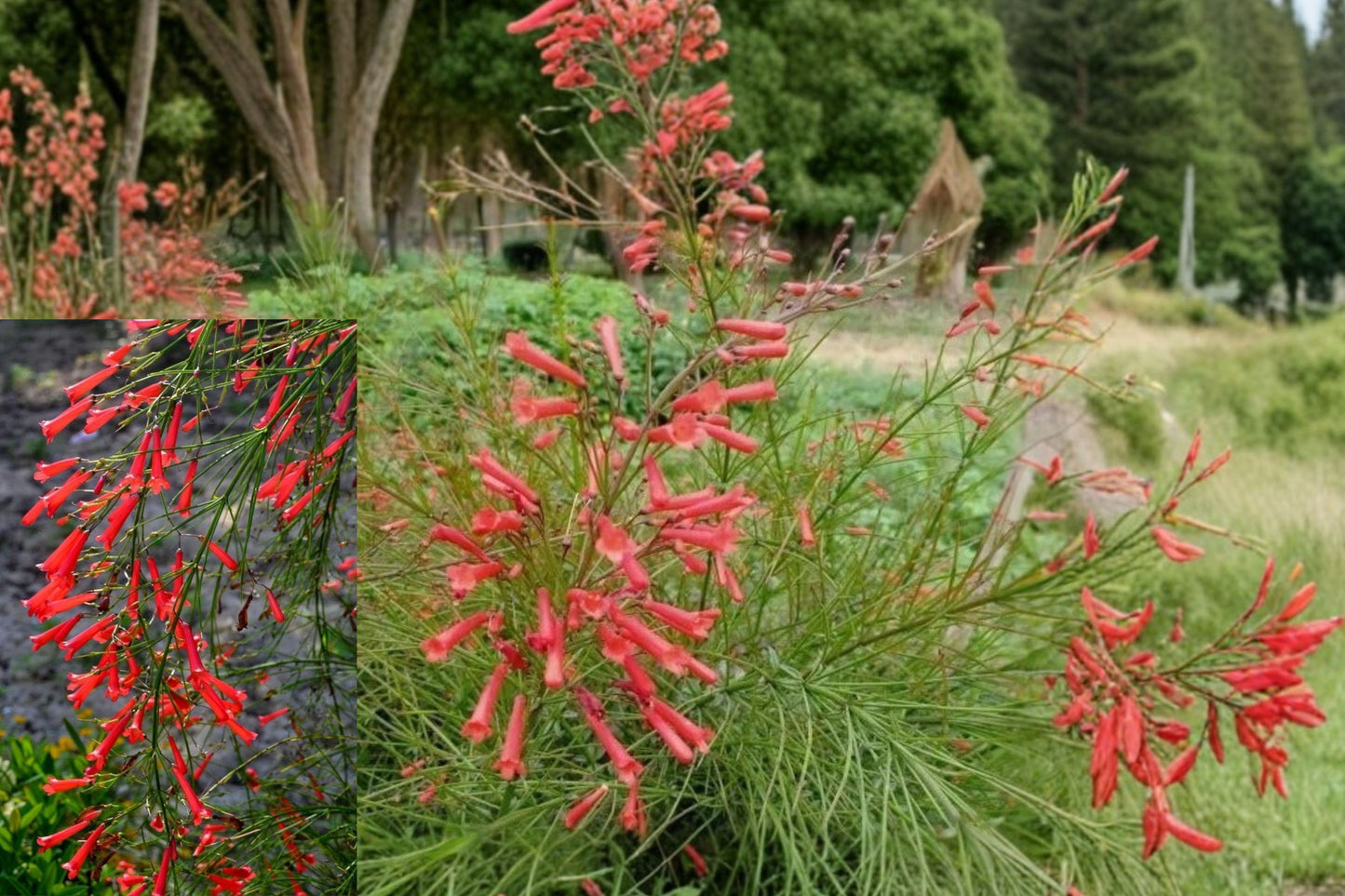 Firecracker Plant Live Plant – Russelia equisetiformis – Red Flowering Shrub