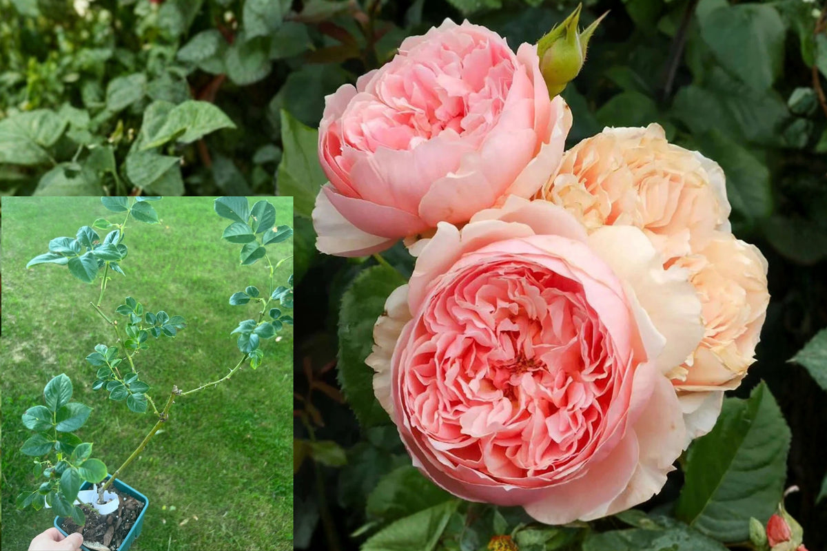 Masora Rose 真宙 Live Plant – Japanese Shrub Rose – Rosa ‘Masora’