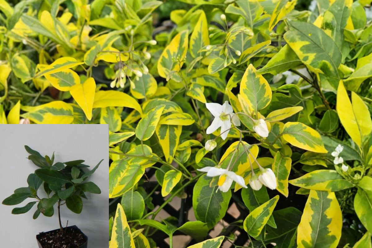 Set of 2 Variegated Potato Vine Live Plants, Solanum jasminoides ‘Variegata’, 4–6 Inch Climbing Flowering Vines