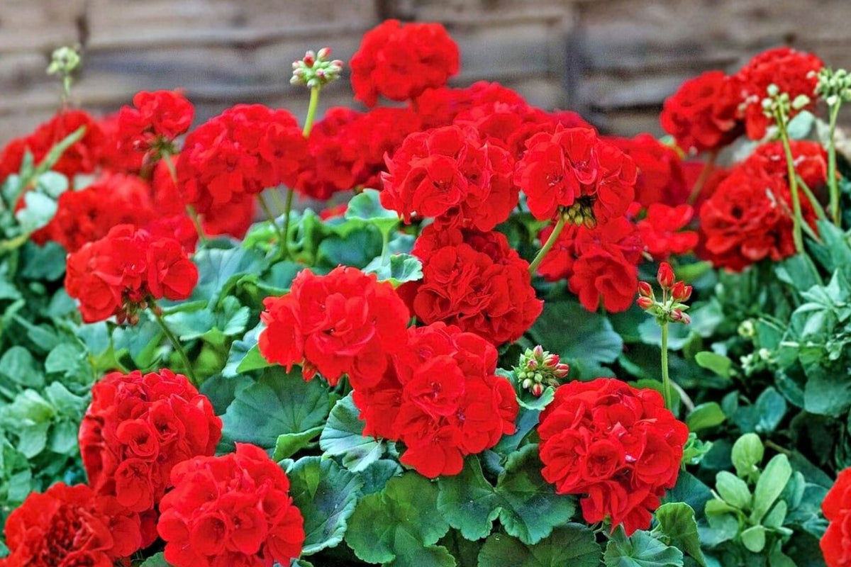 Red Geranium 3 Unrooted Cuttings, 6 Inches – Pelargonium