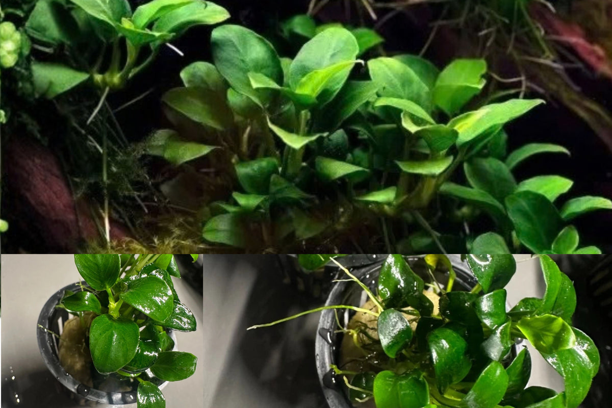 Anubias Nana 1 Live Aquarium Plant – Anubias barteri var. nana