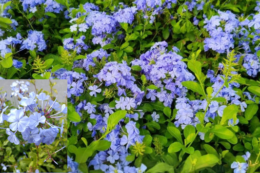 Imperial Blue Plumbago Live Plants – 2 Plants, 3–6" Tall – Plumbago auriculata
