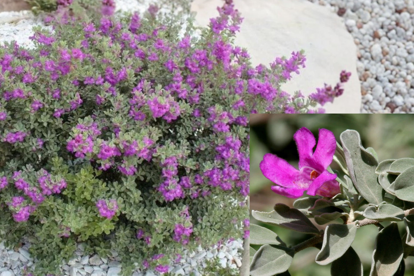 Dwarf Texas Sage 4 Live Plants – 4–8 Inch Starters – Leucophyllum frutescens ‘Compacta’