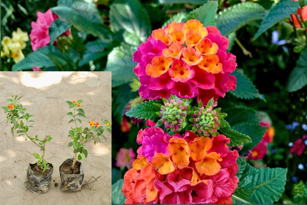 2 Ms. Huff Lantana Live Plants, Lantana camara, 4–6 Inch Rooted Flowering Starters, Ships with Soil, No Pots