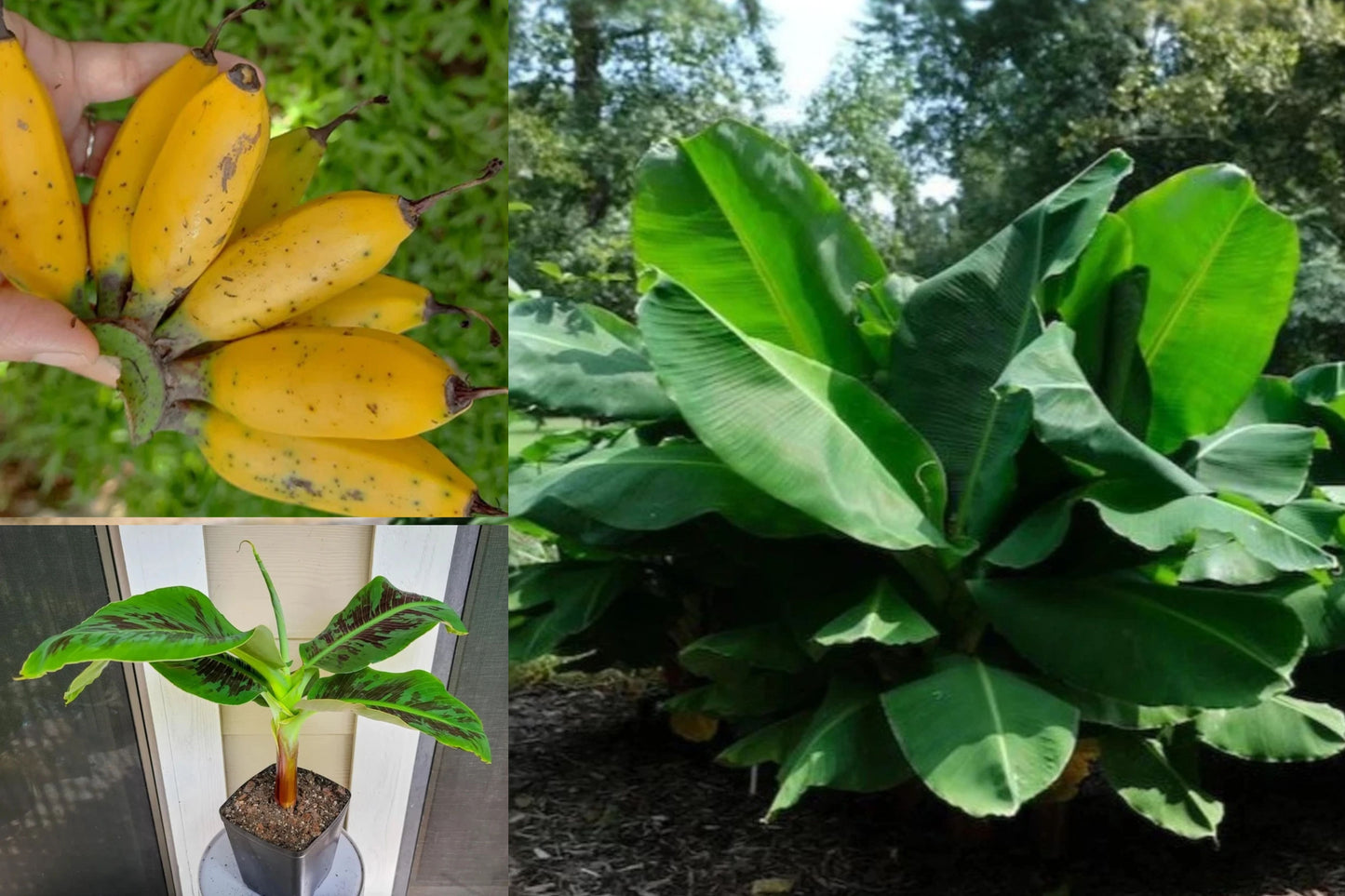 3 Truly Tiny Banana Starter Plugs – Musa acuminata Live Plants