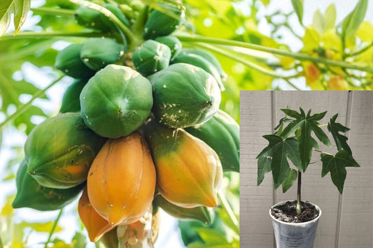 Lady Red Papaya 2 Live Plants – 10–14 Inch Carica papaya Trees