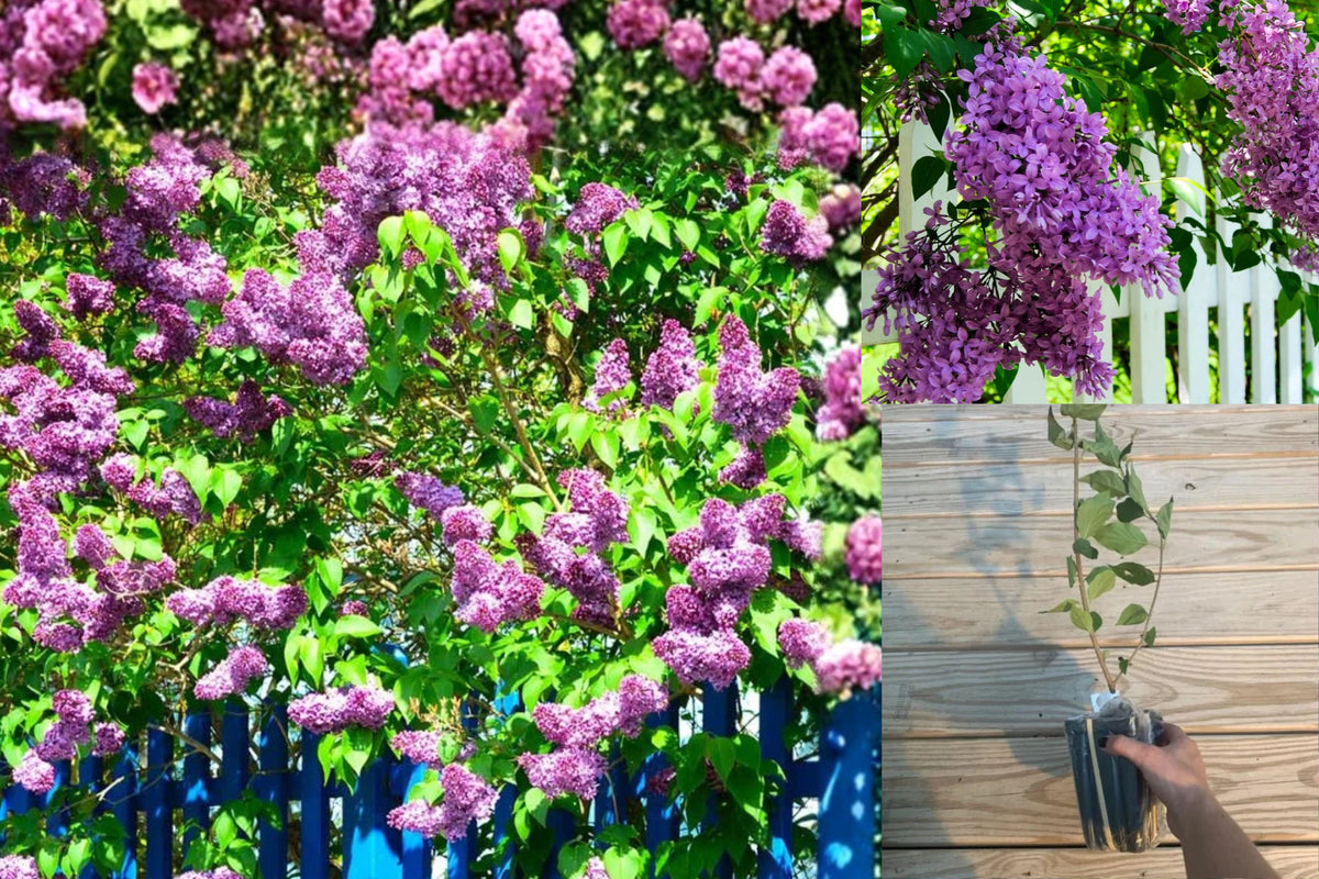 Common Lilac Live Plant – 1 Plant in 4-Inch Pot – Syringa vulgaris