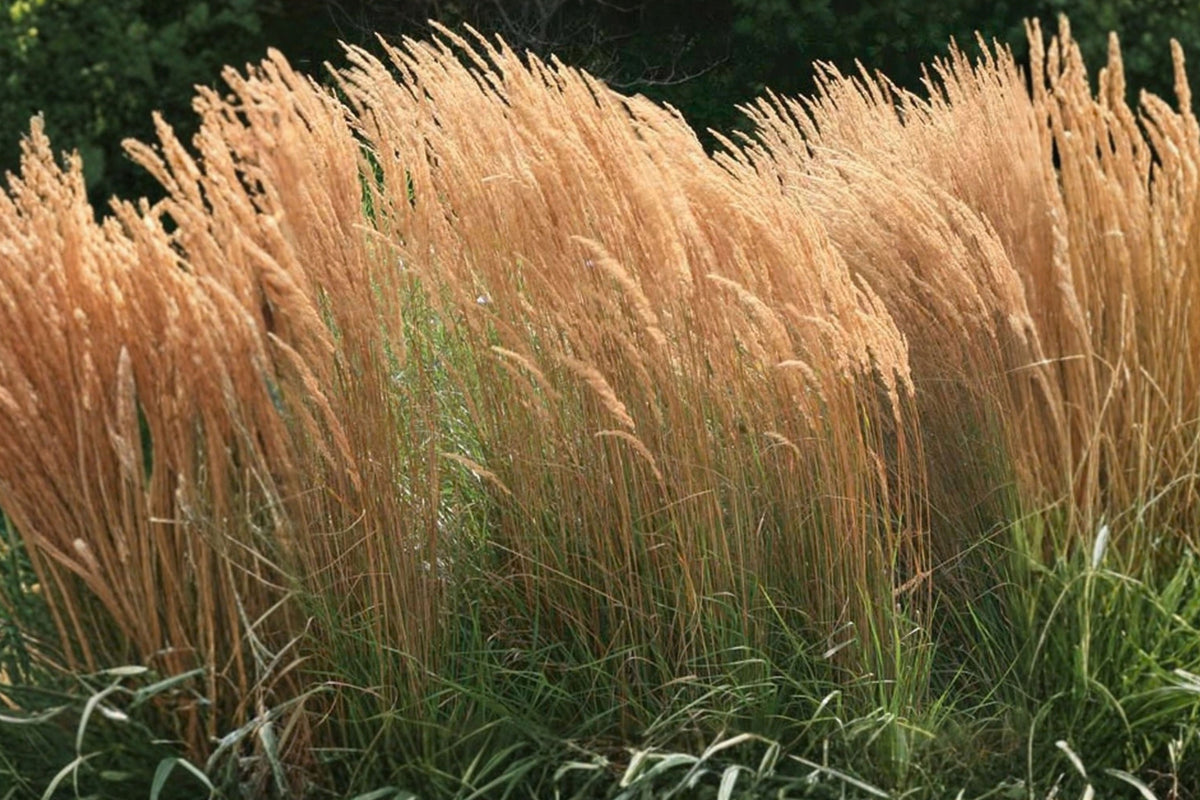 Feather Reed Grass ‘Karl Foerster’ Live Starter Plant – 6–12" – Calamagrostis acutiflora