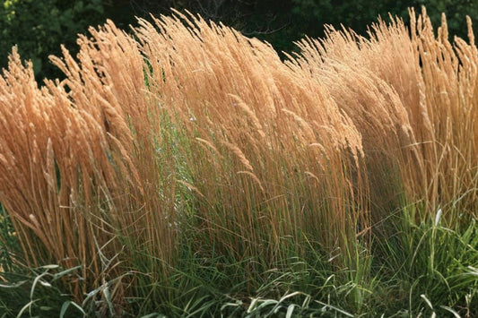 Feather Reed Grass ‘Karl Foerster’ Live Starter Plant – 6–12" – Calamagrostis acutiflora
