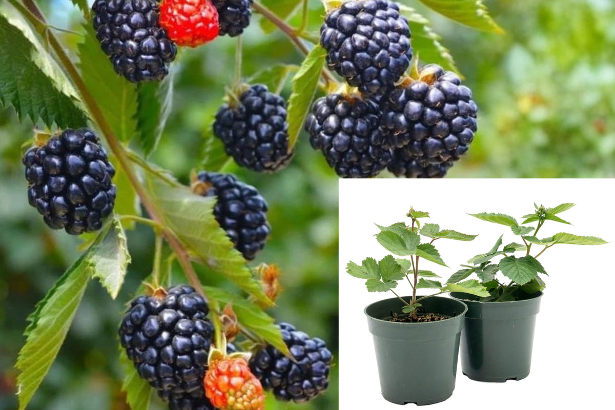 2 Thornless Blackberry Plants, Von Blackberry Live Bush Starters, 4–8 Inch Outdoor Edible Fruit Plants