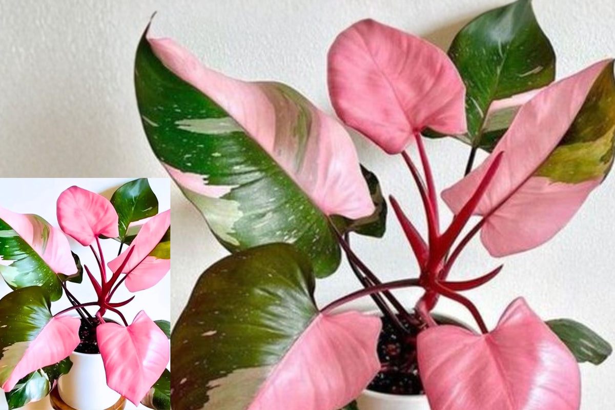 Pink Philodendron Live Plant, 5–8 Inch Tropical Houseplant Starter, Variegated Foliage Plant for Indoor Home or Office