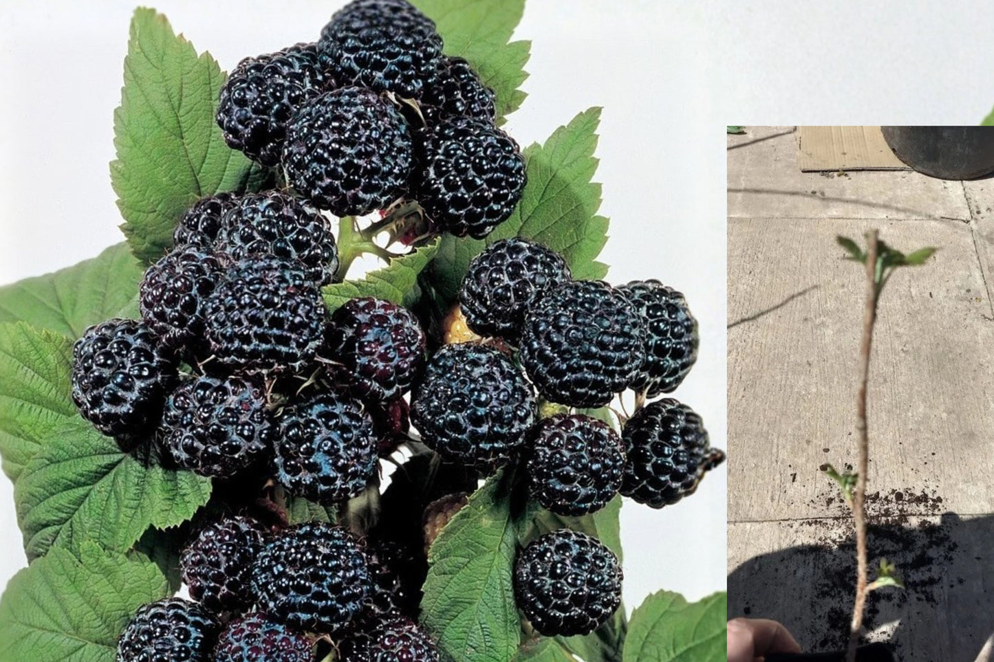 Jewel Black Raspberry Live Rooted Starter Plant – Rubus occidentalis