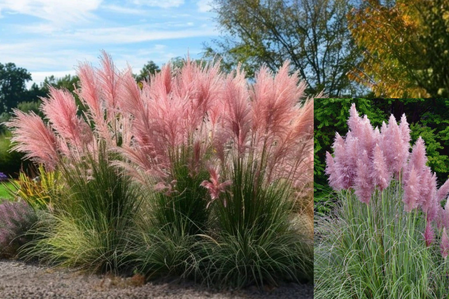 Pink Pampas Grass Live Plant – 1 Starter Plant – Cortaderia
