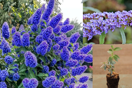 Light Blue Butterfly Bush Live Plant, Buddleia Flowering Shrub, 4–9 Inch Rooted Outdoor Perennial, No Pot