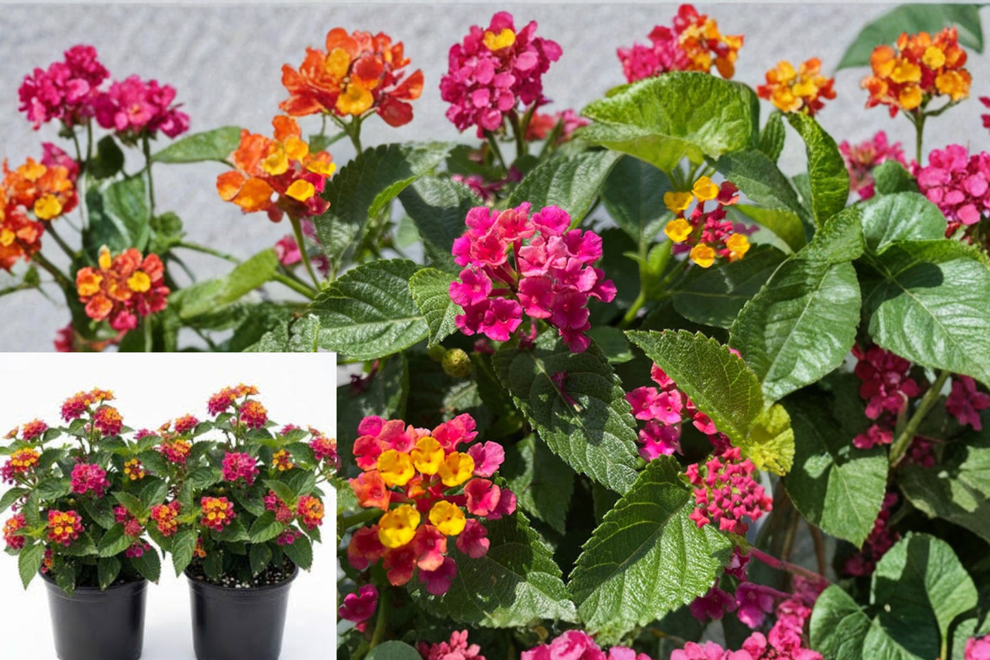 2 Lantana Anne Marie Live Plants – 4–6" Tall – Lantana camara