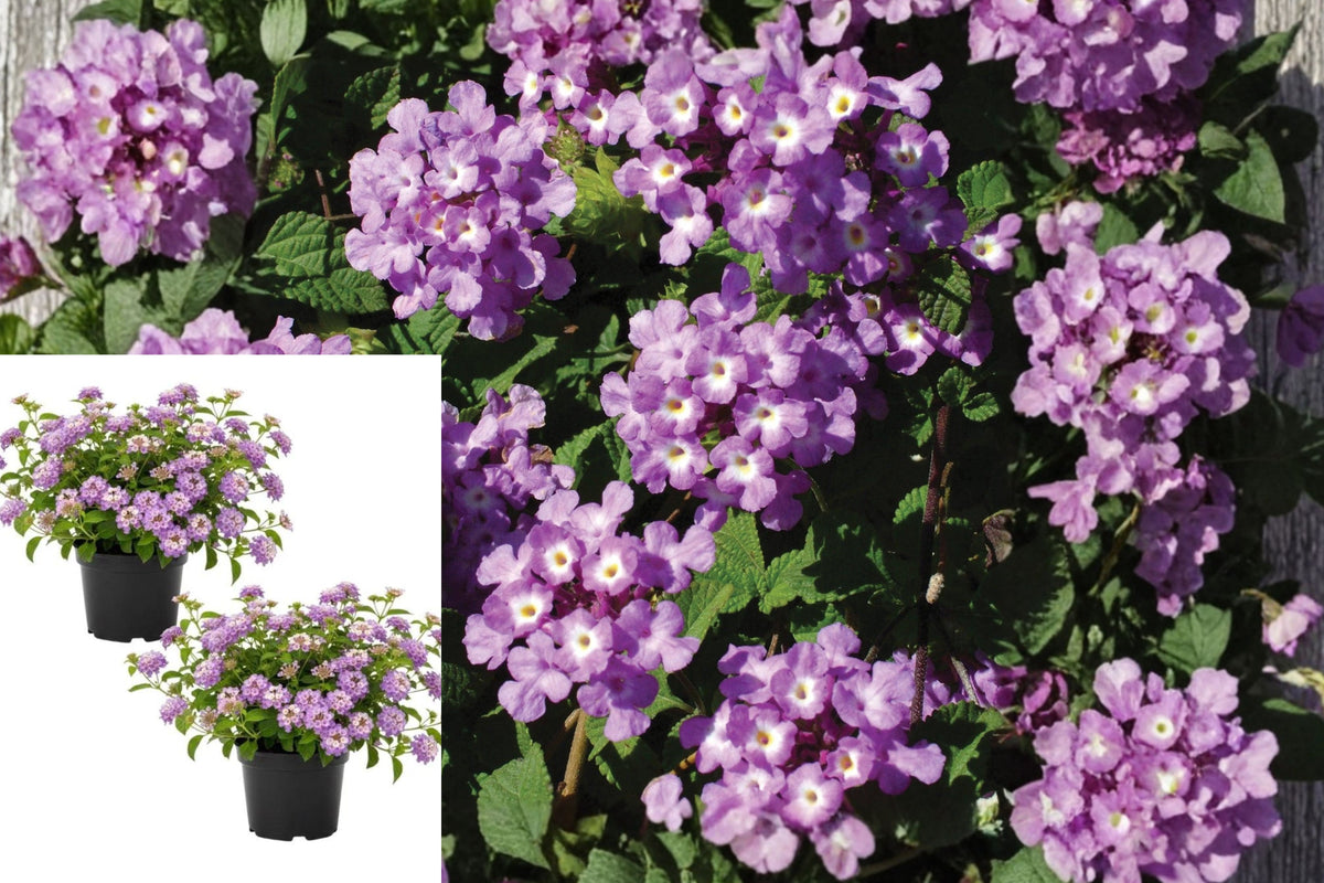 Purple Lantana Live Plants, Set of 3 Flowering Starters, 8–10 Inch Heat Tolerant Garden Plants, Pollinator Friendly Flowers