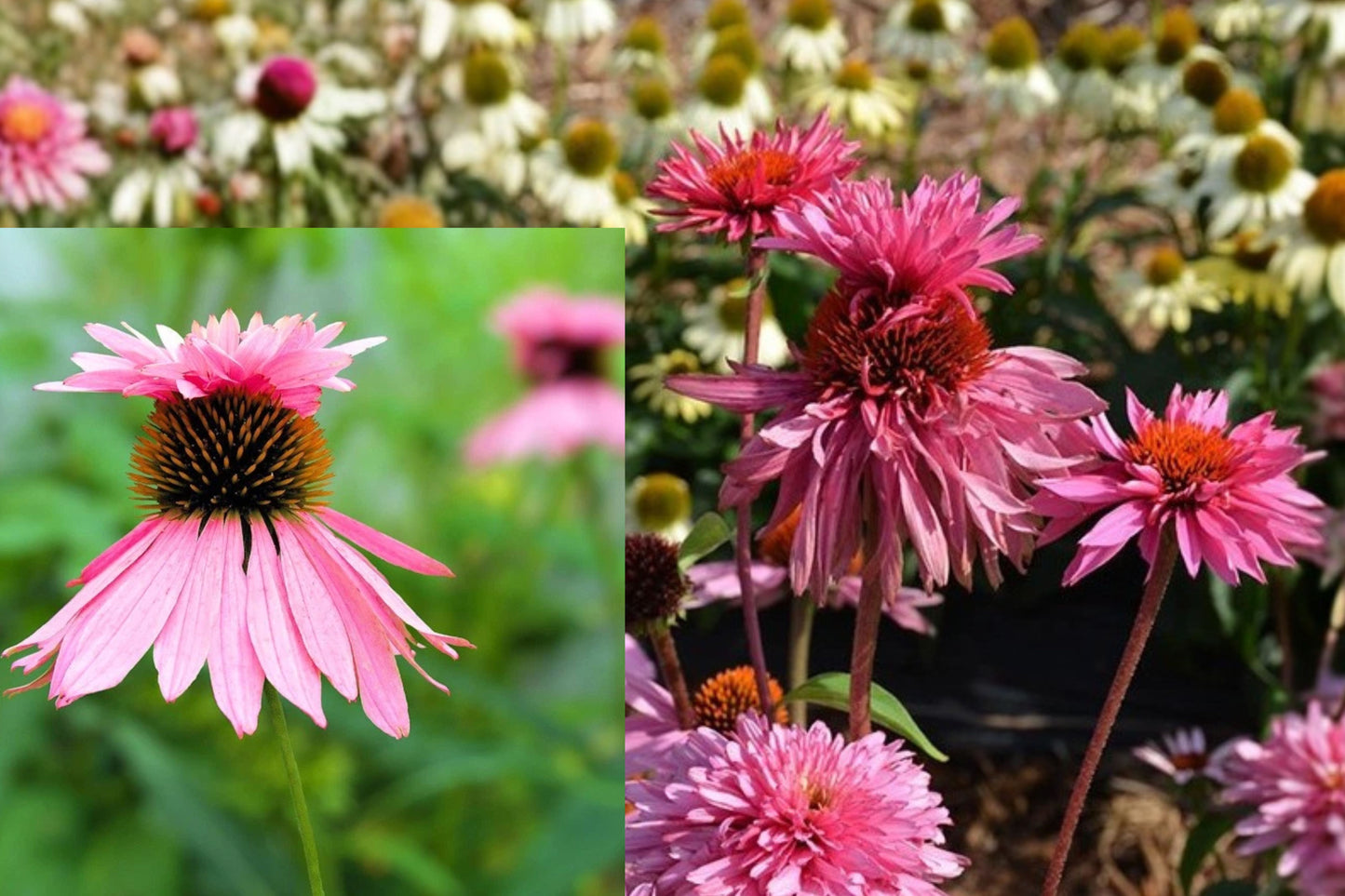 Double Decker Coneflower Live Plant – 6+ Inch Bare Root – Echinacea purpurea