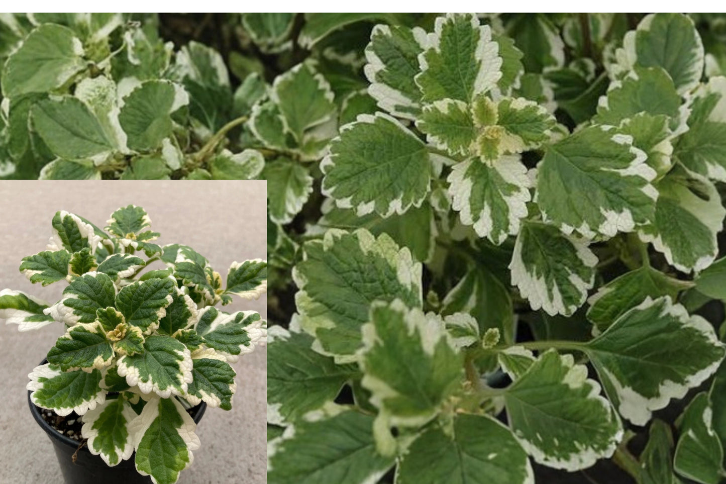 Variegated Swedish Ivy Live Plant 4-Inch Pot – Plectranthus coleoides