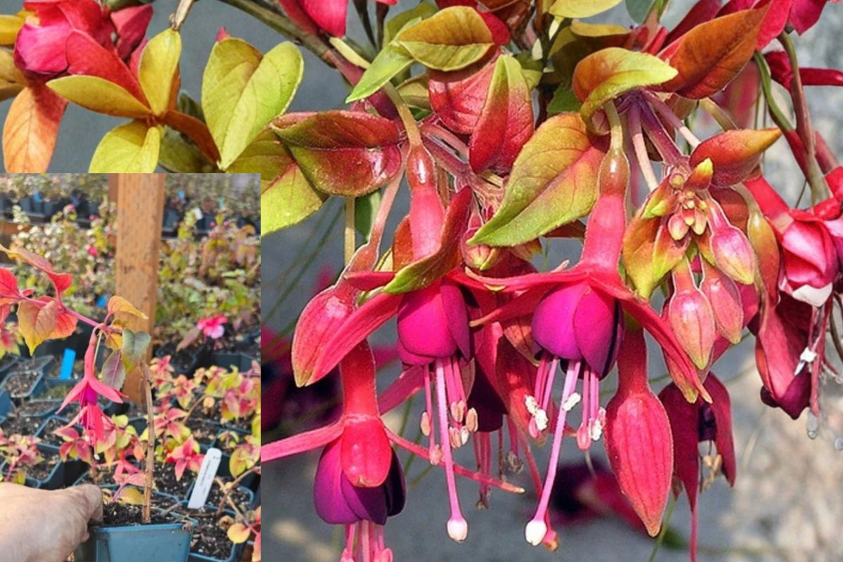Autumnale Fuchsia Live Plant – 1 Plant, 5" Pot – Fuchsia Species