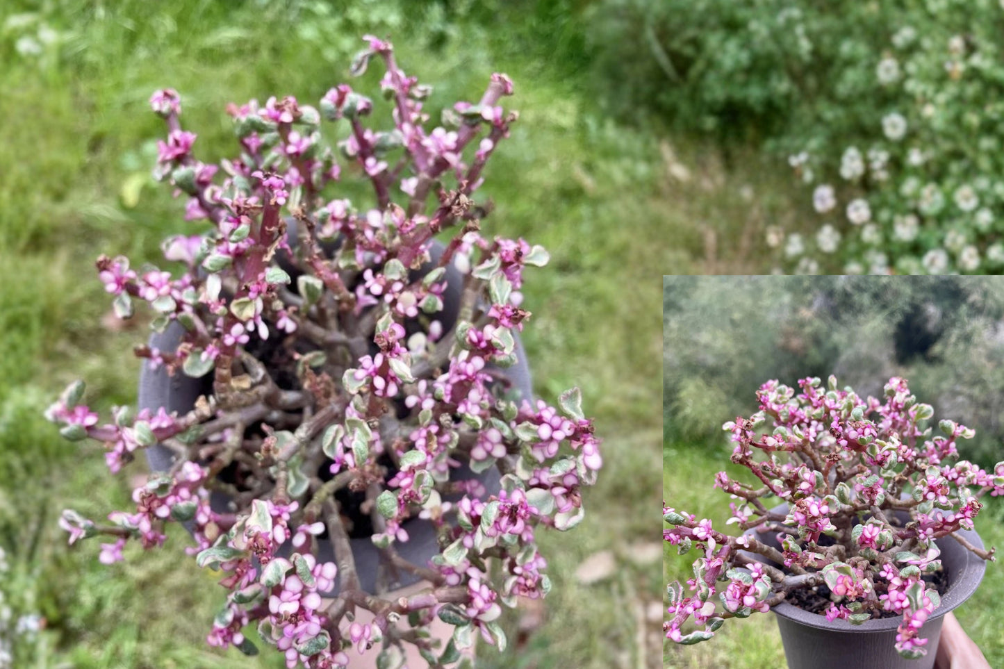 Variegated Elephant Bush Live Succulent – 4.5 Inch – Portulacaria afra