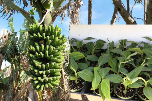 Dwarf Cavendish Banana Live Plant – Musa ‘Double Mahoi’ – Tropical Banana