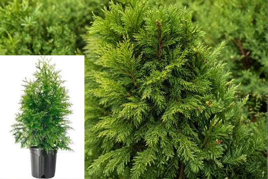 Thuja Green Giant 3 Gallon Tree, Live Evergreen Arborvitae, Privacy Screen Plant for Landscaping and Hedges
