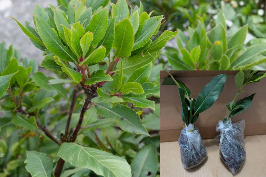 Bay Laurel 1 Live Plant – 4 Inches Tall, No Pot – Laurus nobilis