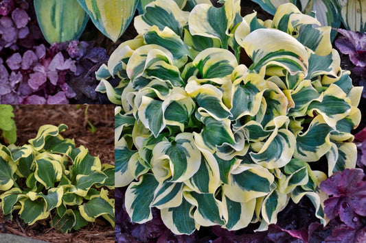 Hosta Mini Skirt Live Potted Plant – Dormant 2 Inch Pot