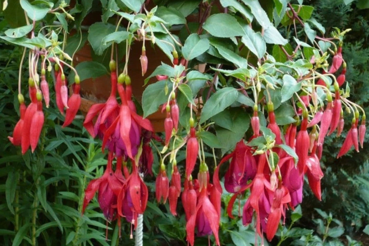 Red Spider Fuchsia Live Plant in 6-Inch Pot – Fuchsia Hybrid