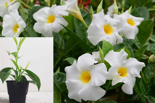 White Mandevilla Live Plant, 4–6 Inch Flowering Vine Starter, White Tropical Climbing Plant for Patio and Garden