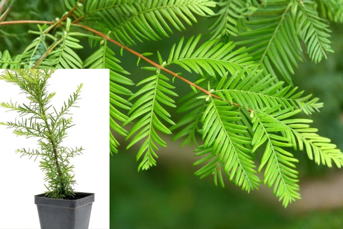 California Redwood Live Plant, Evergreen Conifer Tree Seedling in 3 Inch Pot, Coast Redwood Starter for Outdoor Gardens