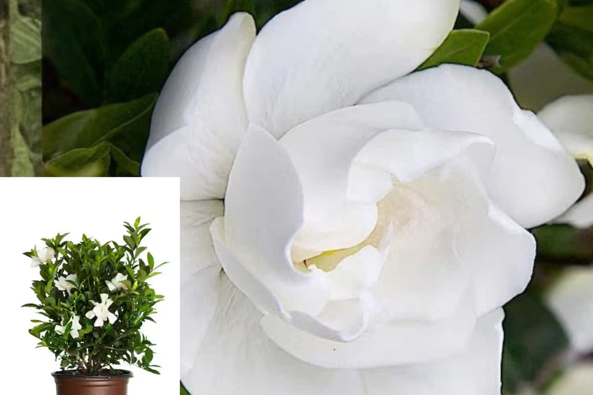 Jubilation Gardenia 1 Live Plant – 8 Inch Gardenia jasminoides ‘Leeone’