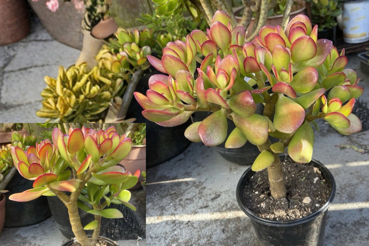 Jade Money Plant Live Bonsai Tree – 1+ Foot Rooted Plant – Crassula ovata