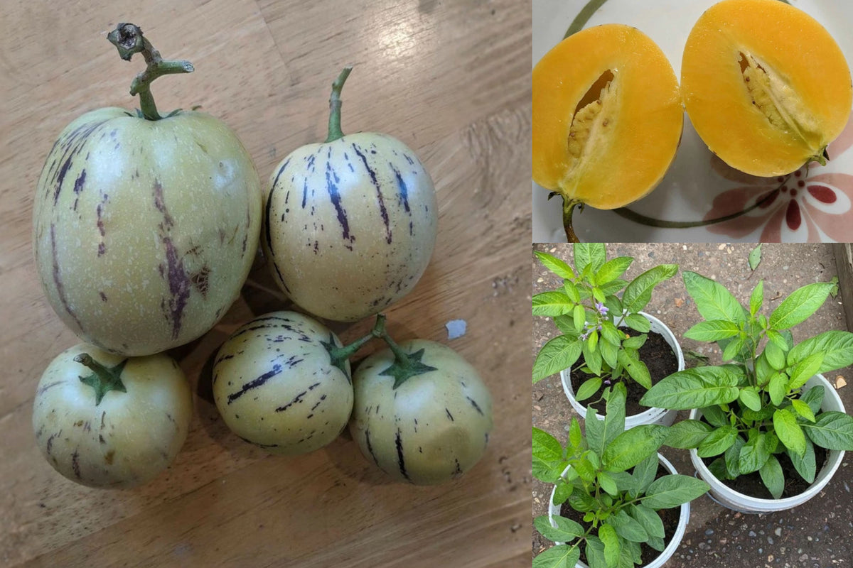 Pepino Melon Live Plant – 1 Seedling – 10–17 Inches – Solanum muricatum