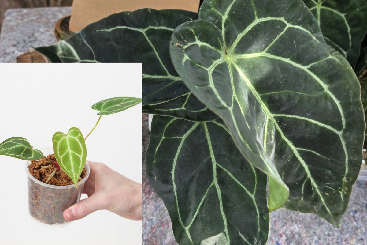 Anthurium Magnificum x Crystallinum Live Plant, Velvet Leaf Tropical Aroid Houseplant, Anthurium Hybrid Foliage