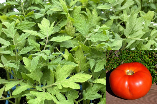 Park's Whopper Tomato 2 Live Plants – 6–10 Inch – Solanum lycopersicum