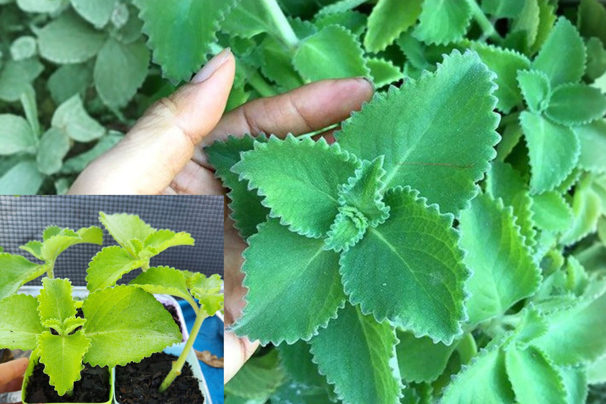 Set of 2 Cuban Oregano Live Plants, Mexican Mint Herb, Well Rooted 5–7 Inch Edible Herb Starters for Garden or Home