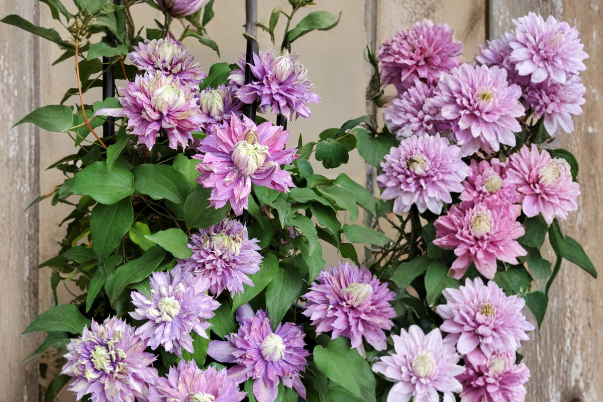 Clematis Magic Fountain Live Plant, Double Violet Flowering Climbing Vine, Perennial Garden Clematis for Trellis