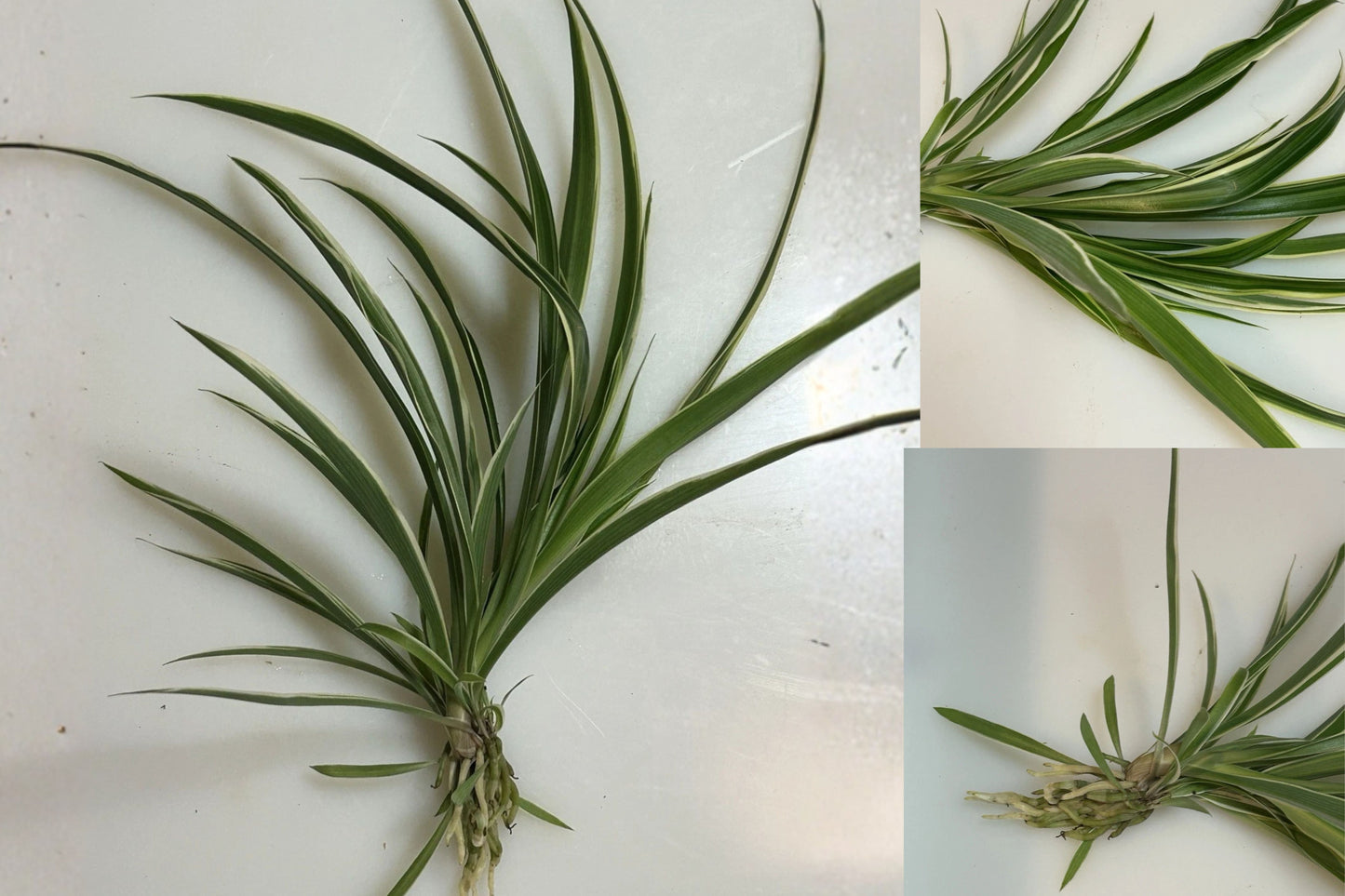 3 Rooted Spider Plant Babies – Chlorophytum Live Bare Root Houseplants