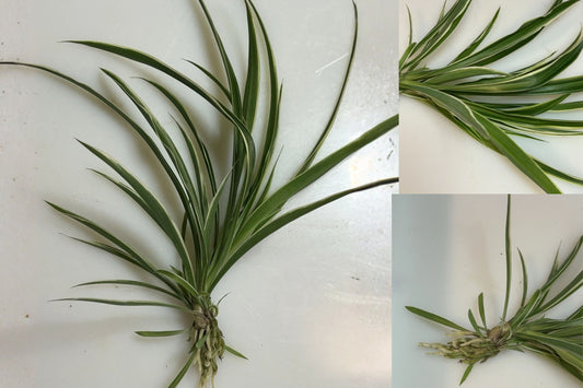 3 Rooted Spider Plant Babies – Chlorophytum Live Bare Root Houseplants