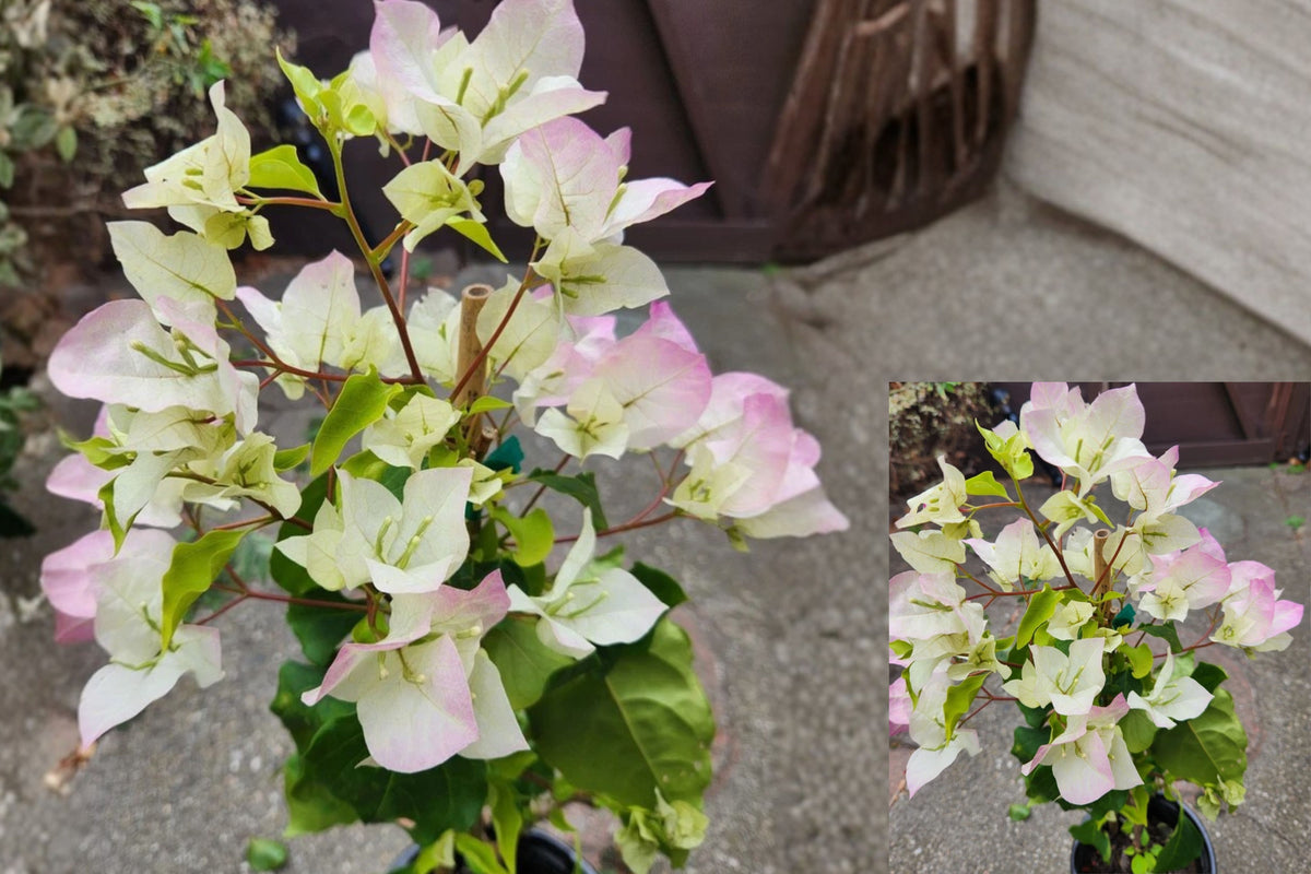 Yani's Delight Bougainvillea Live Plant – 2 Foot Pink & White Flowering Vine