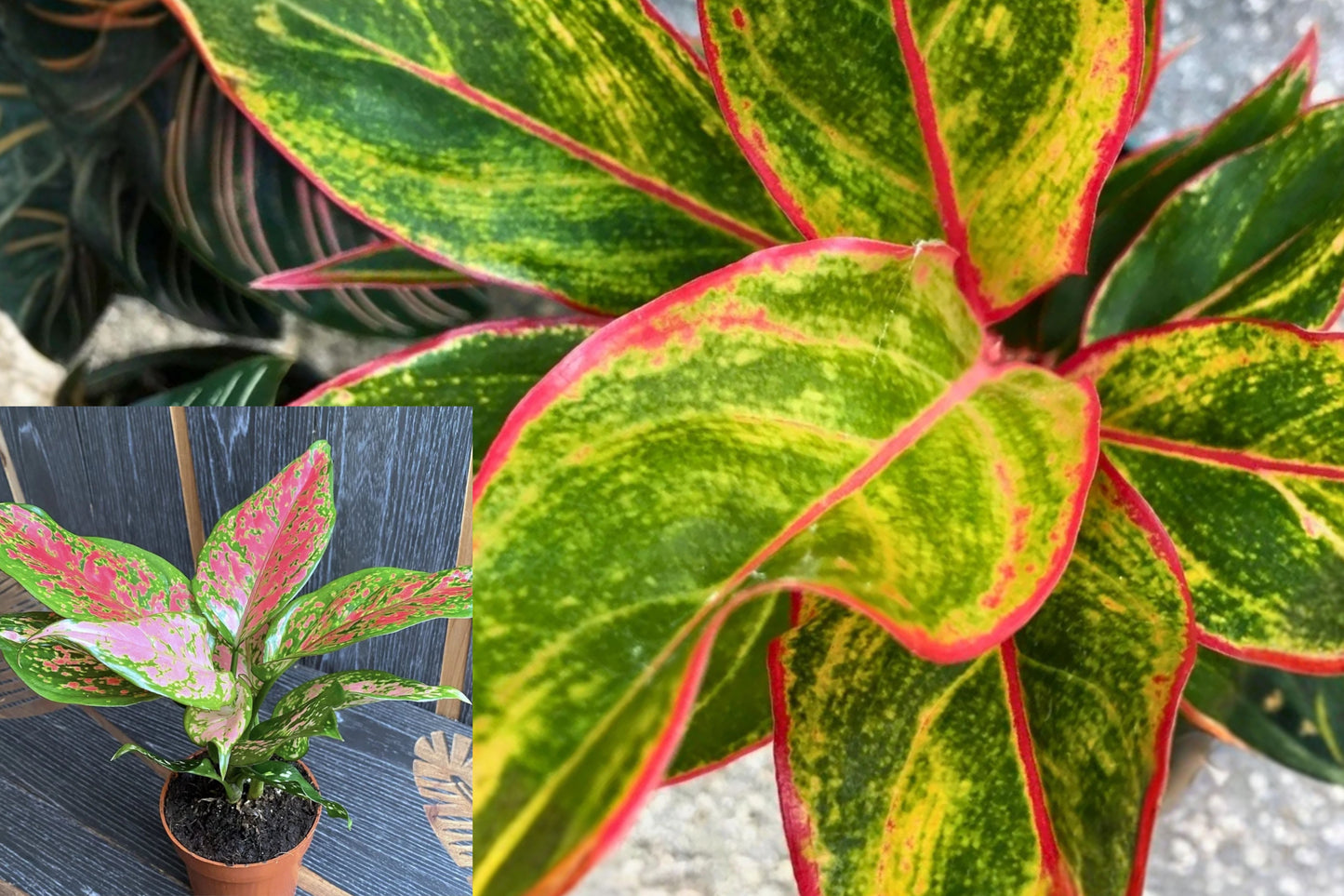 Aglaonema Siam Chinese Evergreen Live Plant – 7" Tall – Aglaonema