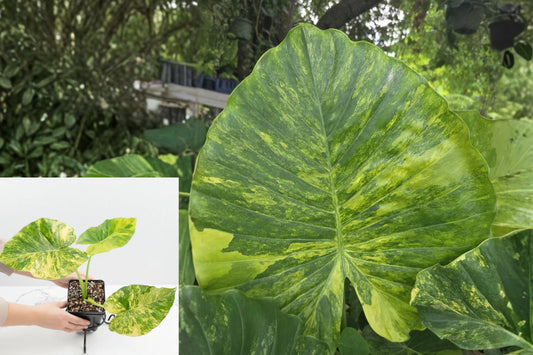 Alocasia Odora Gageana Aurea Variegated Live Plant – 4-Inch Pot