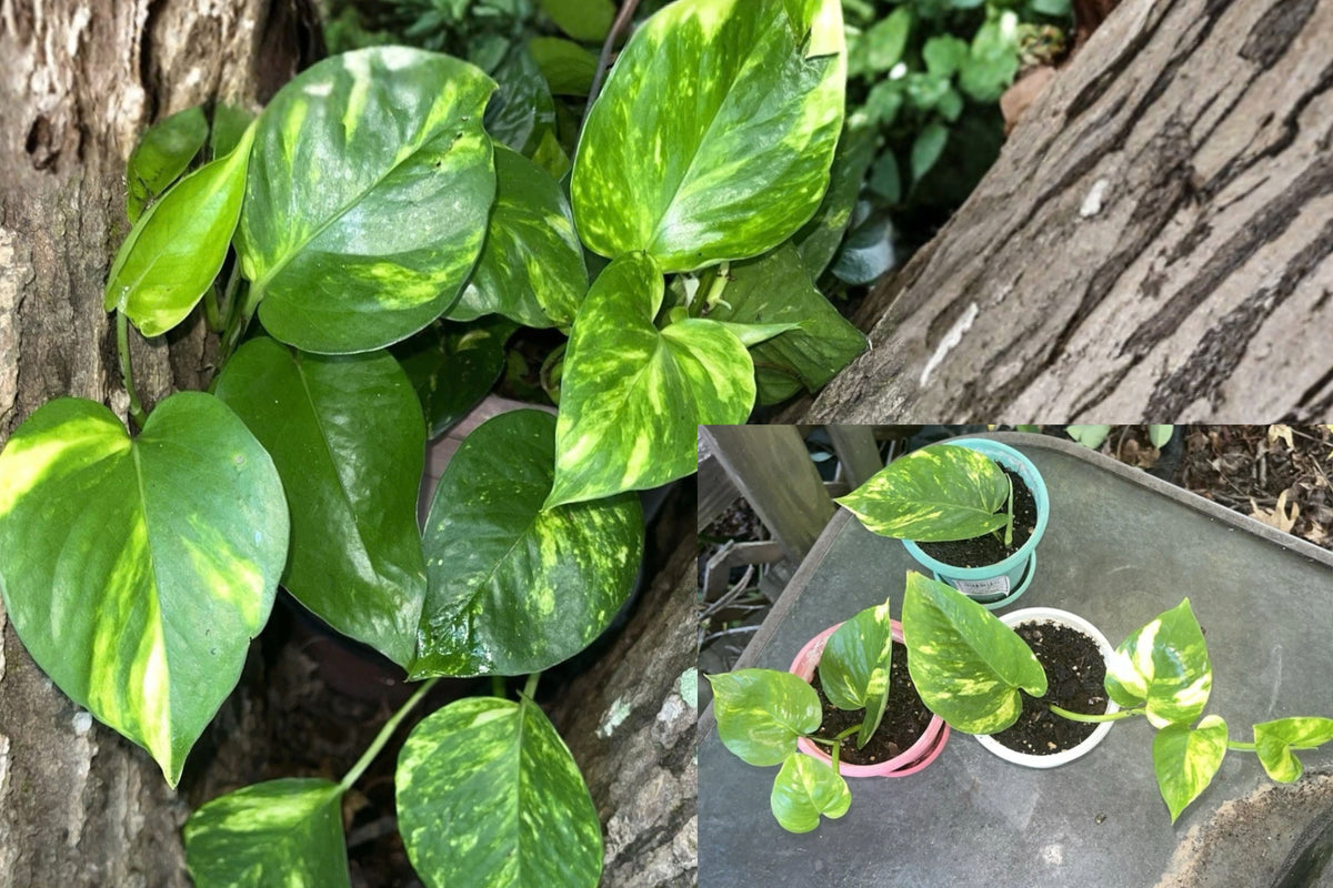 Golden Pothos Live Plant, 1 Plant in 3–4 Inch Pot – Epipremnum aureum