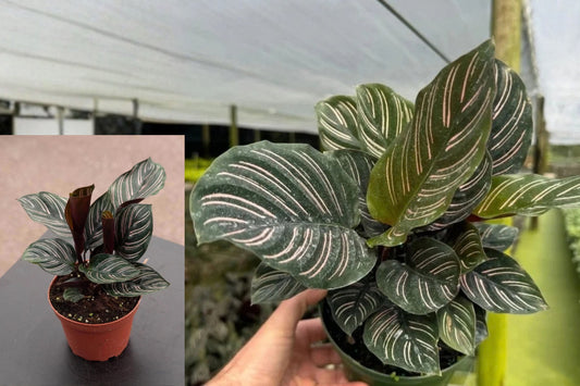 Pinstripe Calathea Live Plant in 6-Inch Pot – Goeppertia ornata