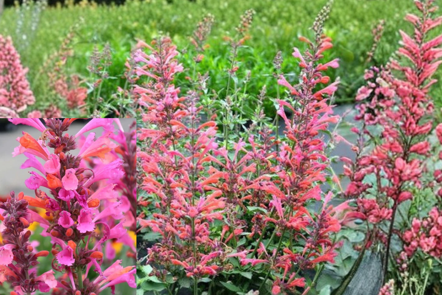 Agastache ‘Kudos Coral’ 1 Live Starter Plant – Hummingbird Mint