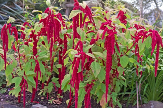Love Lies Bleeding Live Plant – 2.5-Inch Pot – Amaranthus caudatus