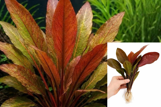 Amazon Sword Red Melon 1 Live Aquarium Plant – 5–8" – Echinodorus