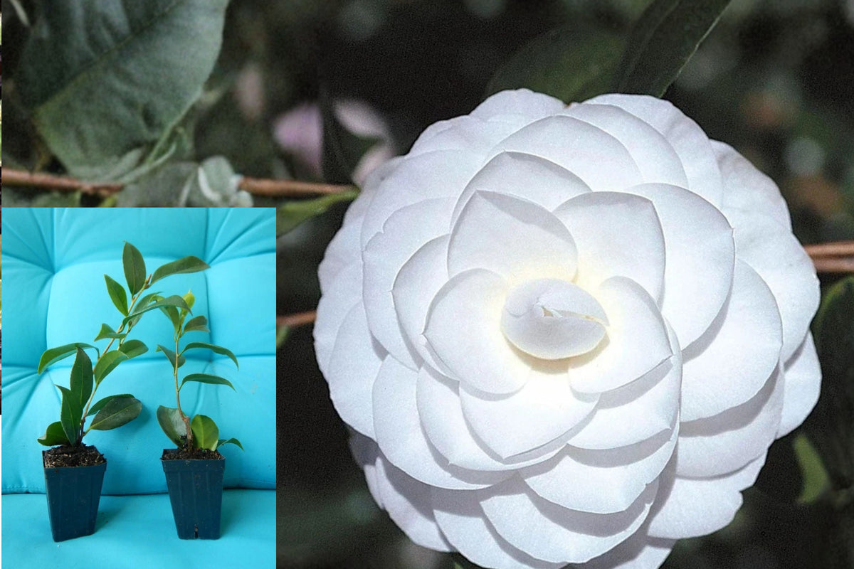 Miss Biloxi Camellia Live Starter Plant – Camellia japonica